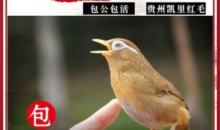 画眉鸟叫声大全鸟王叫声
