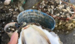 广东汕尾海滩突现大量生蚝