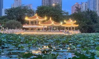 深圳荷花公园在哪里