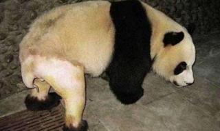大熊猫尾巴是什么颜色